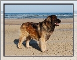 Leonberger, plaa